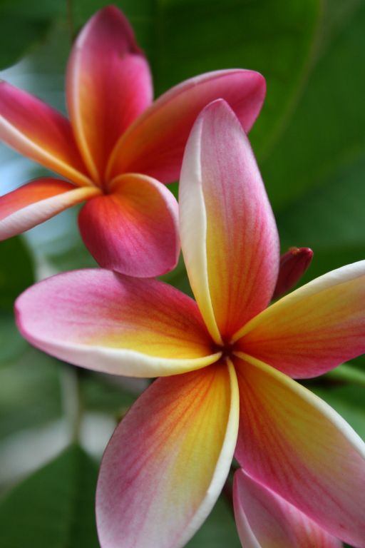 Pink frangipani on Uepi Island, Solomon Islands